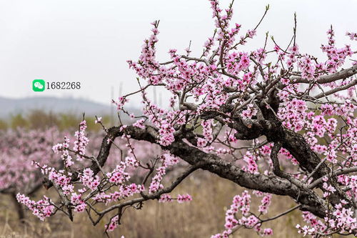 桃花可以做什么